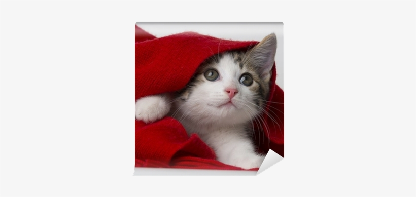Cute Kitten Playing With A Red Scarf Wall Mural • Pixers® - Auf Samtpfoten Durch Den Advent, transparent png