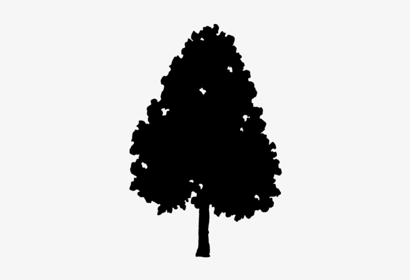 Tree Height - 50 - 00-80 - 00 Feet - Silhouette, transparent png