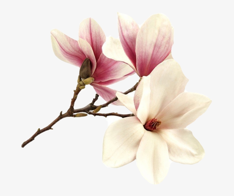 Flower Magnolia Magnolie Magnolias Tree Pink Summer - Tableau - Romantic Pink - Bimago - Bimago, transparent png