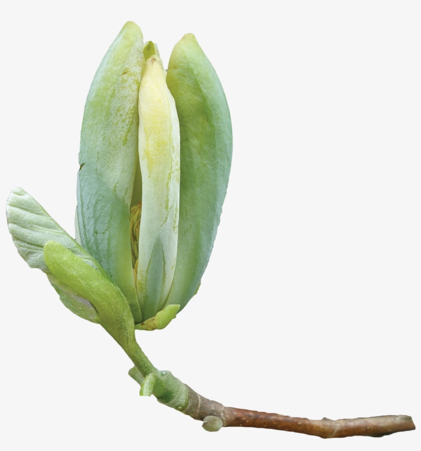 Cucumber Tree In Png, transparent png
