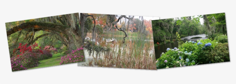 Garden Magnolia Plantation's Gardens - Magnolia Plantation And Gardens, transparent png
