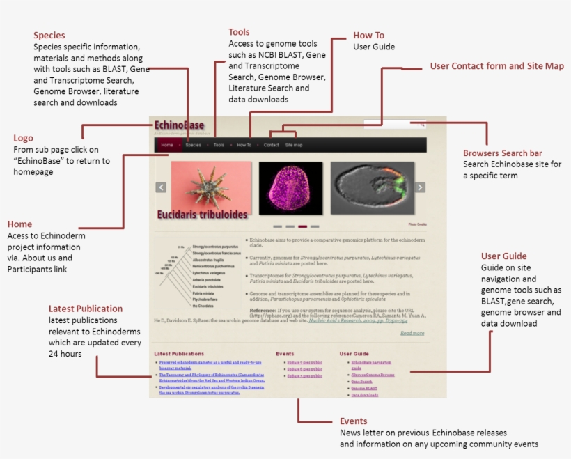 Echinobase Navigation Guide - Navigation, transparent png