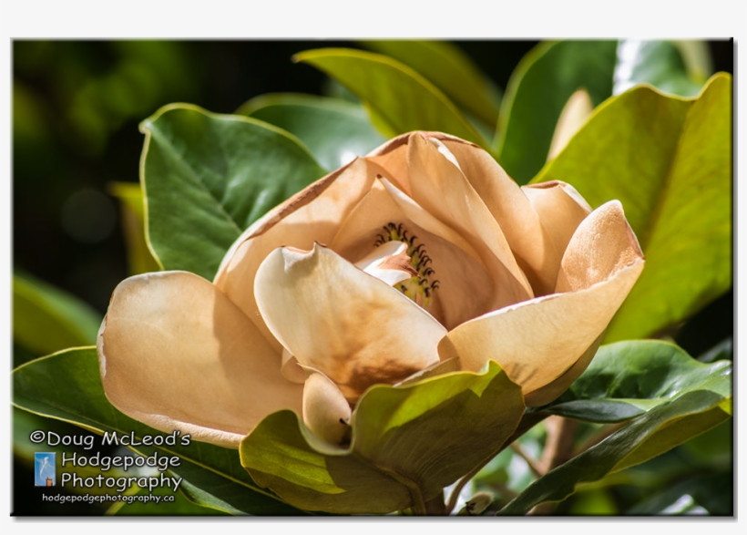 Canada Victoria Variety Grandiflora Magnolia Tree - Victoria, transparent png