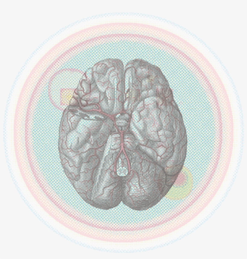 Mapping The Creative Brain - Sheep Brain Labeled Upper View, transparent png