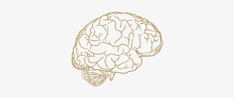 Brain Png Design, transparent png