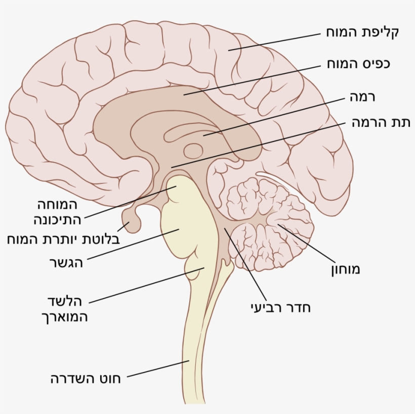 Brain Sagittal, transparent png