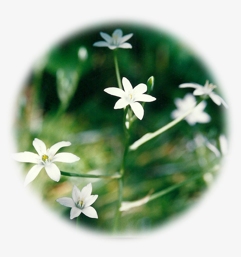 Star Of Bethlehem, transparent png