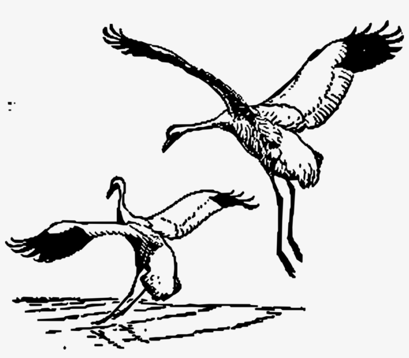 Whooping Crane Bird Sandhill Crane Line Art - Crane Clip Art, transparent png