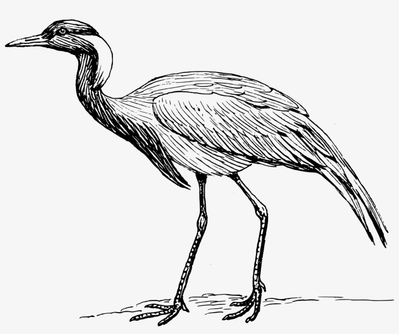 This Free Icons Png Design Of Demoiselle Crane, transparent png