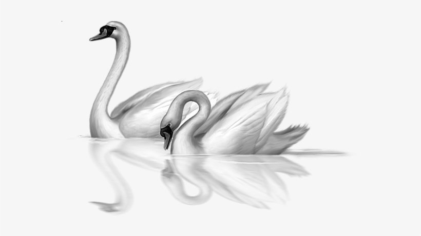 0, - Swan Art, transparent png