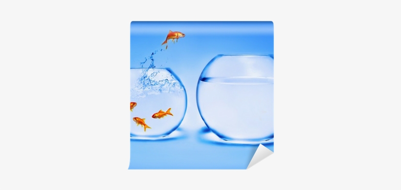 Goldfish Jumping Out Of The Water Wall Mural • Pixers® - Jump To Conclusions Fish, transparent png