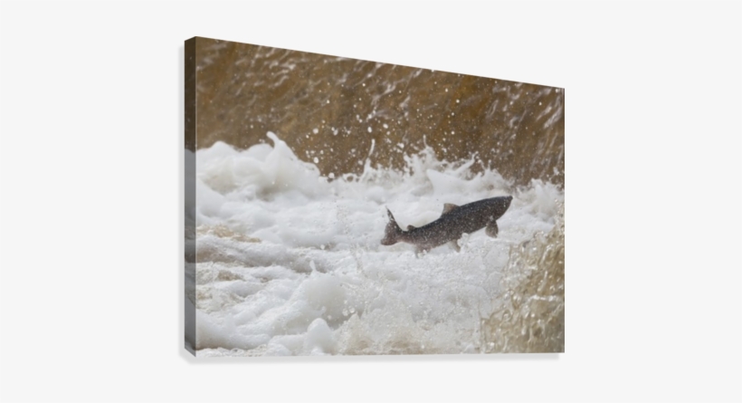 Fish Jumping Upstream In The Water Canvas Print - Supplier Generic Fish Jumping Upstream In The Water, transparent png