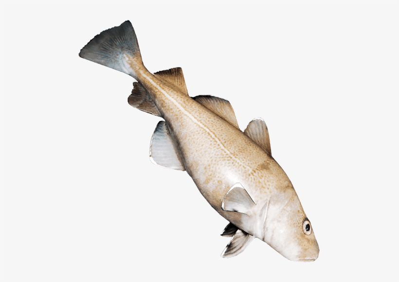 Fish Meat Png - 500x500 PNG Download - PNGkit