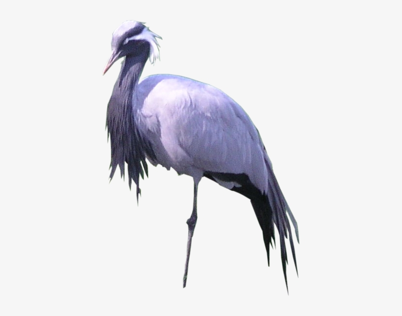 Bird Png Texture - Portable Network Graphics, transparent png