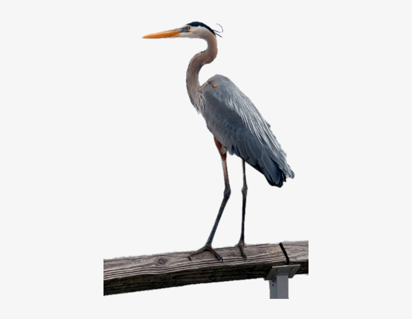 Great Blue Heron, transparent png