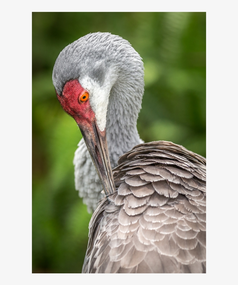 Sandhill Crane, transparent png