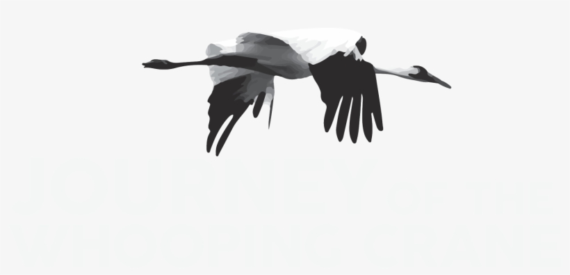 About The Film - Journey Of The Whooping Crane, transparent png