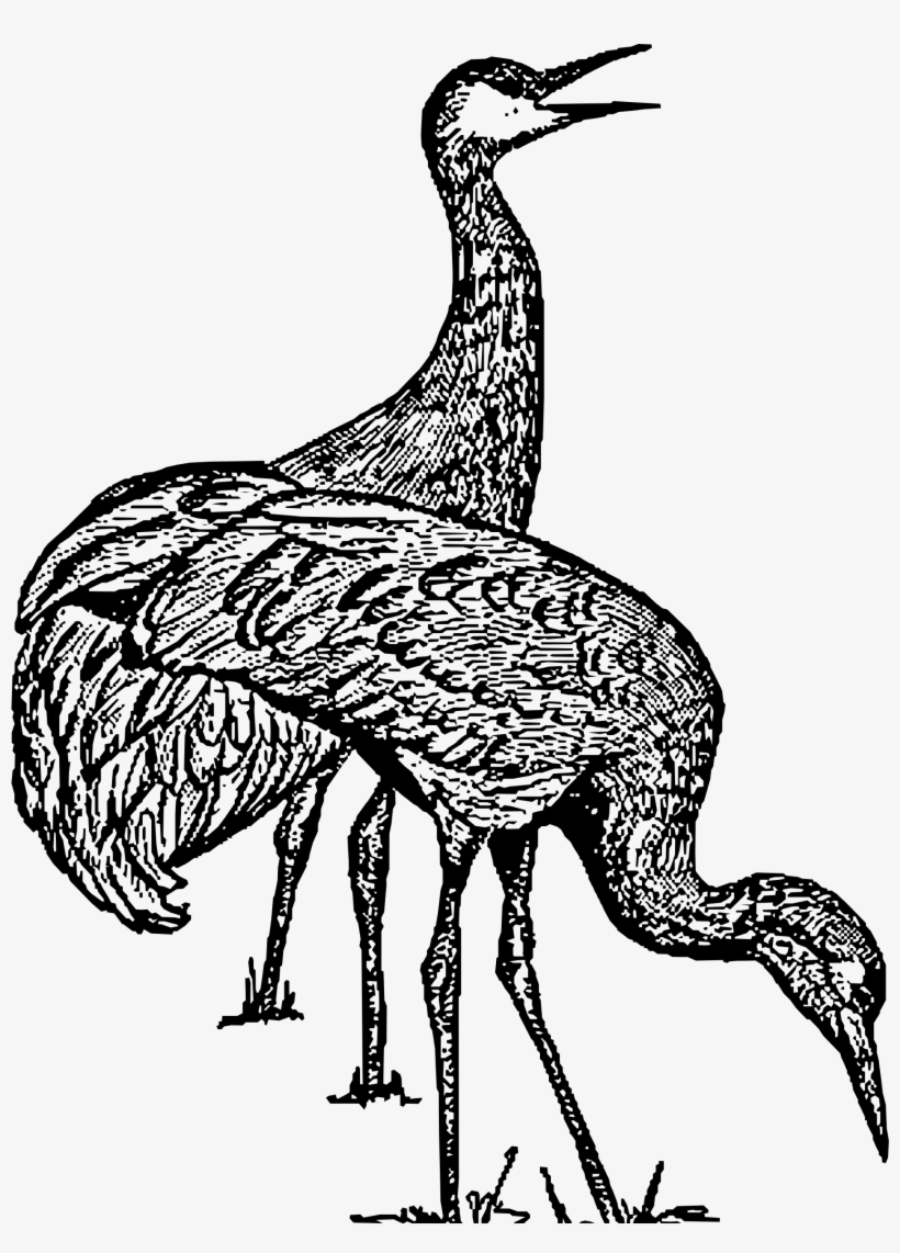 Big Image - Clipart Sandhill Cranes, transparent png