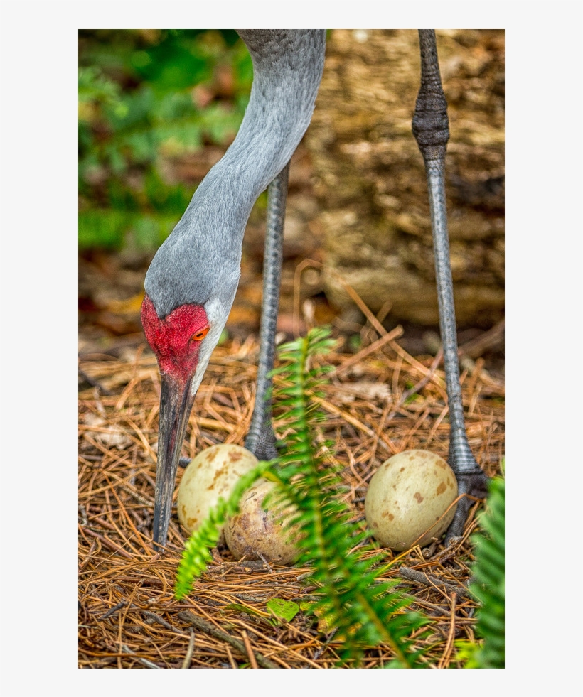 Sandhill Crane, transparent png