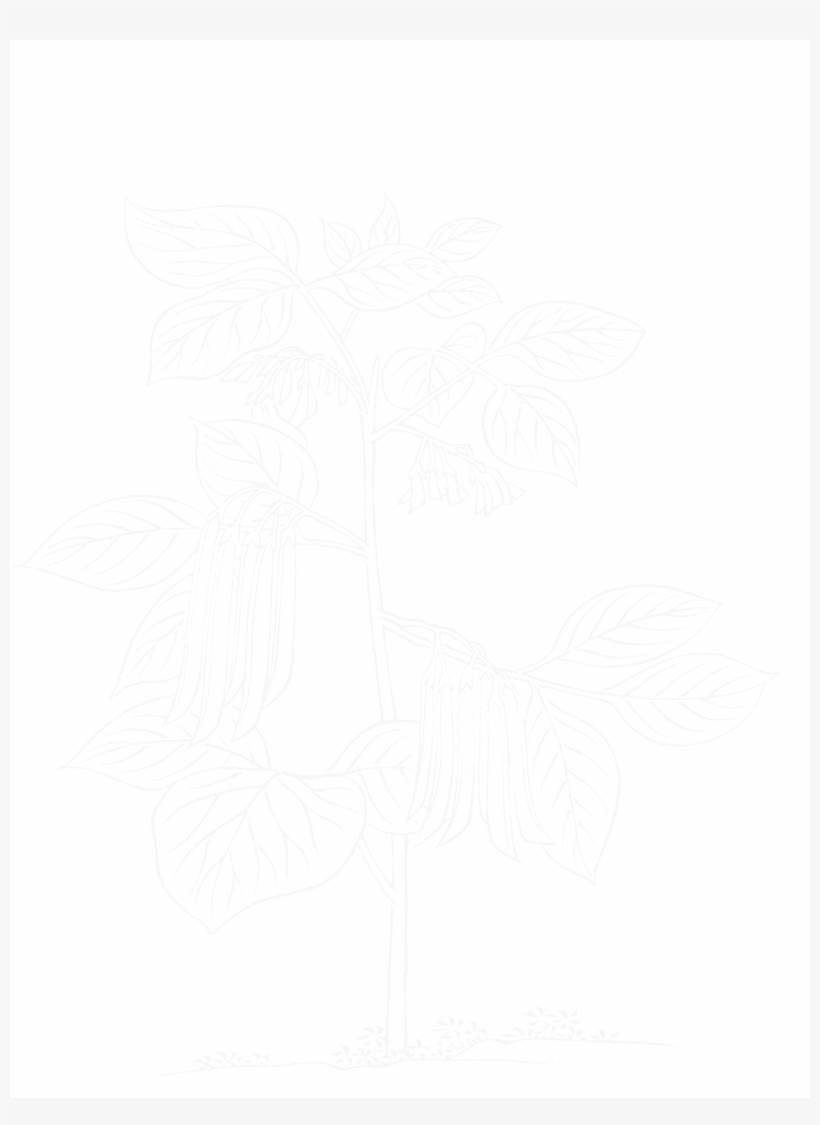 Reaction Zylinderfußdichtung Für Triton Outback 400, transparent png