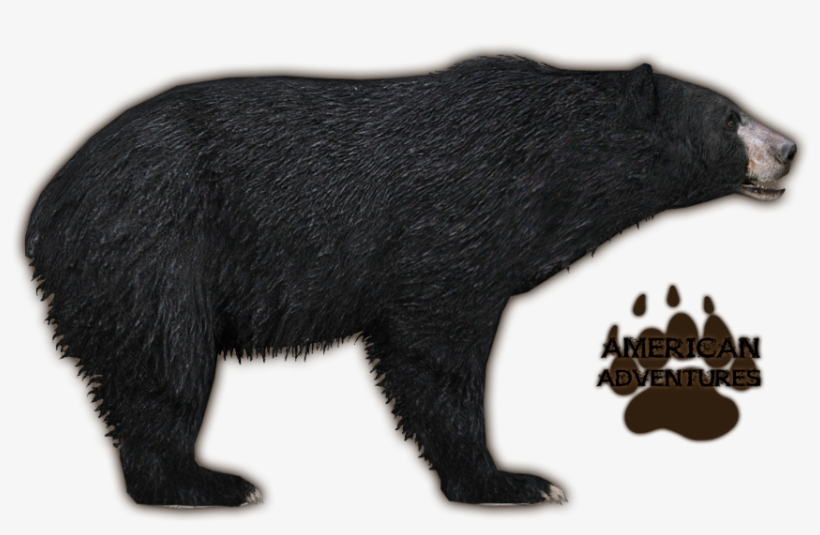 Florida Black Bear - Zoo Tycoon Black Bear, transparent png
