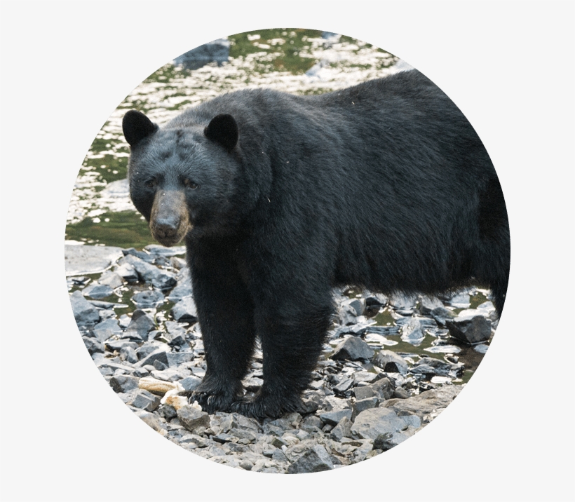 In Chris' View, Few Animals Are Seen As Kind, Aloof, - River, transparent png