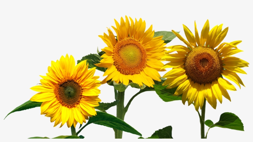 Peel N Stick Poster Of Garden Sunflower Nature Summer - Cafepress ! Samsung Galaxy S8 Case, transparent png