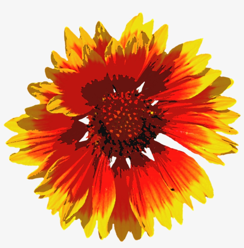 Summer Summer Flower Blossom - Coloring Club: Coloring Book For Adult Relaxation -, transparent png