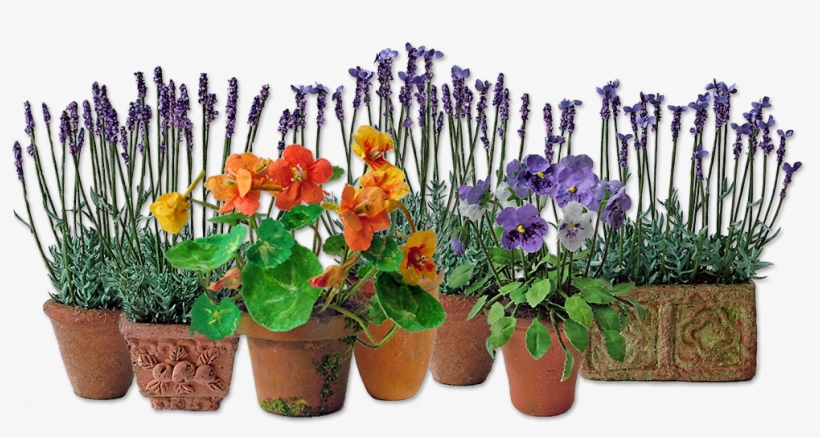 Flowers - Transparent Summer Flowers Png, transparent png