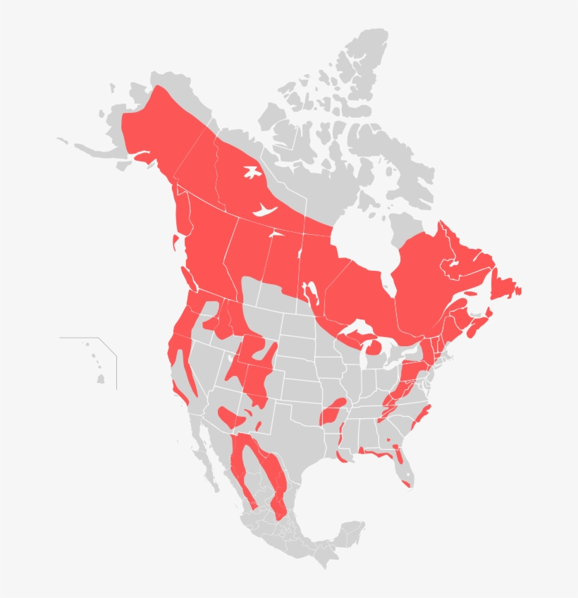 Map Black Bear - Saint Elias Mountains Map, transparent png