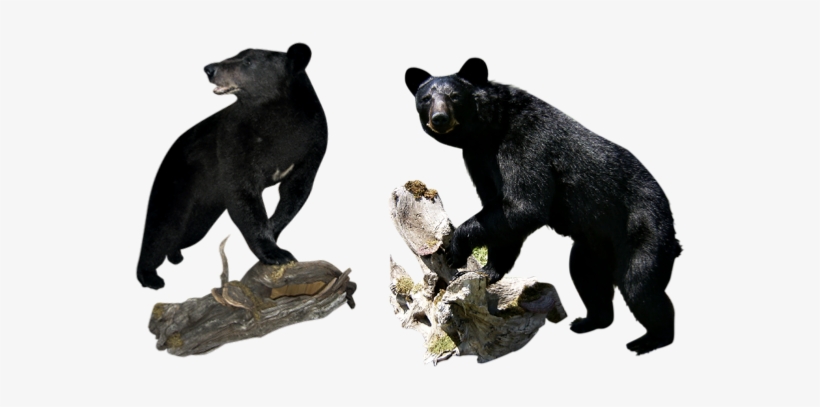 Choose The Team That Specializes In Black Bears - Wisconsin, transparent png