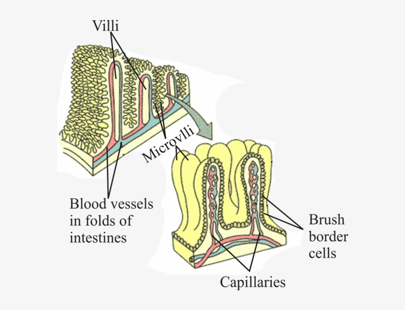 \tiffs\all Files\716085 - Brush Border Vs Microvilli, transparent png