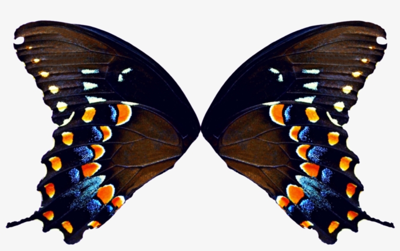 Butterfly Wings Png - Butterfly Wings, transparent png