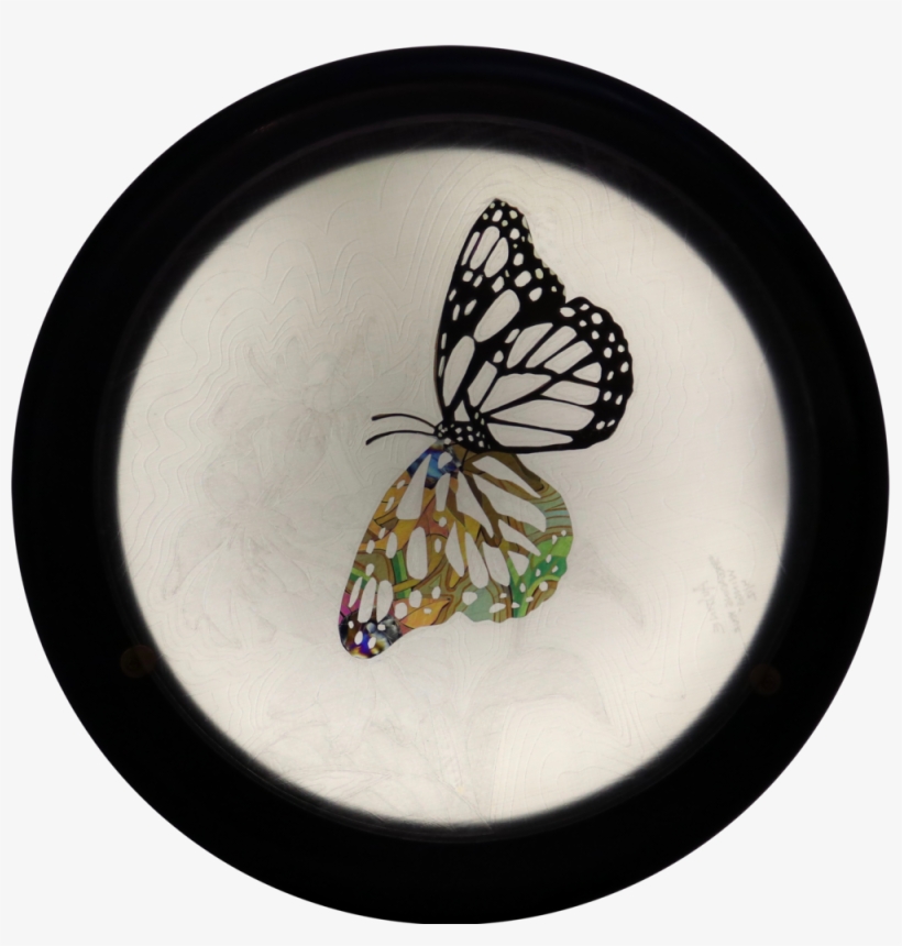 Spreading Your Wings - Monarch Butterfly, transparent png