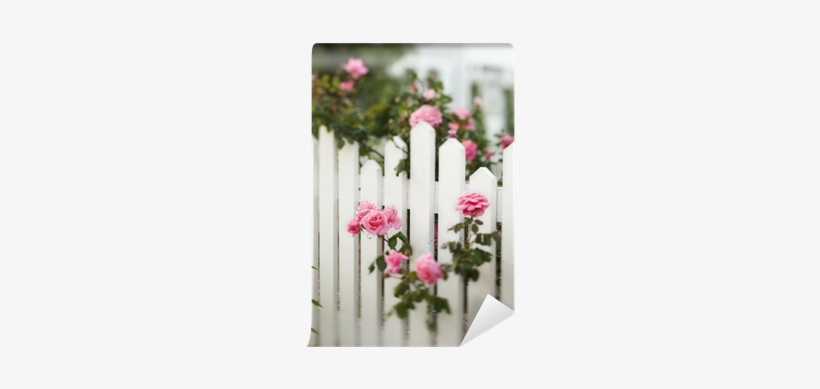 Rose Bush Growing Over White Picket Fence - Three Down The Aisle, transparent png