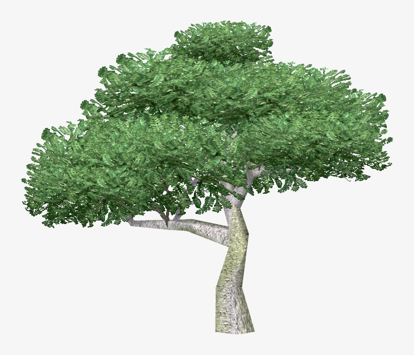 Desert Ironwood Free Image Of Tree 736x736 Png Download Pngkit