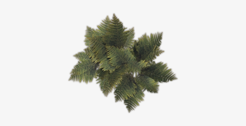 43 188k Fern01 C - Pond Pine, transparent png