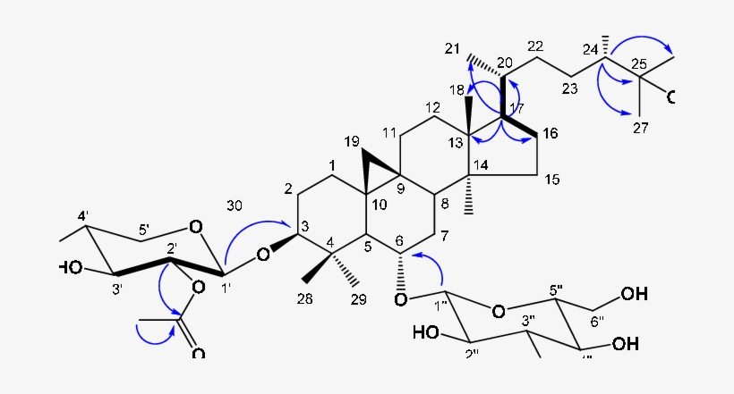 Key 1 H-1 H Cosy And Hmbc (blue Arrow - Diagram, transparent png