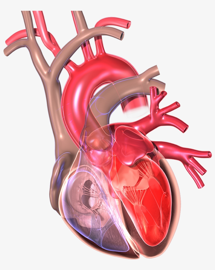 Tips On Heart Health, Heart Care And Diet - Myocardial Infarction, transparent png