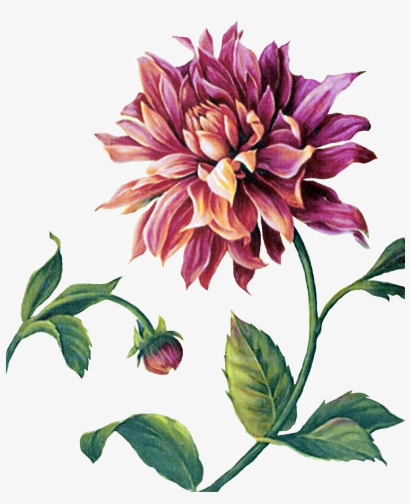 Çiçekler Png Clipart Lisa Audit - Framed Art Print: Audit's Trellised Dahlia, 57x47cm., transparent png