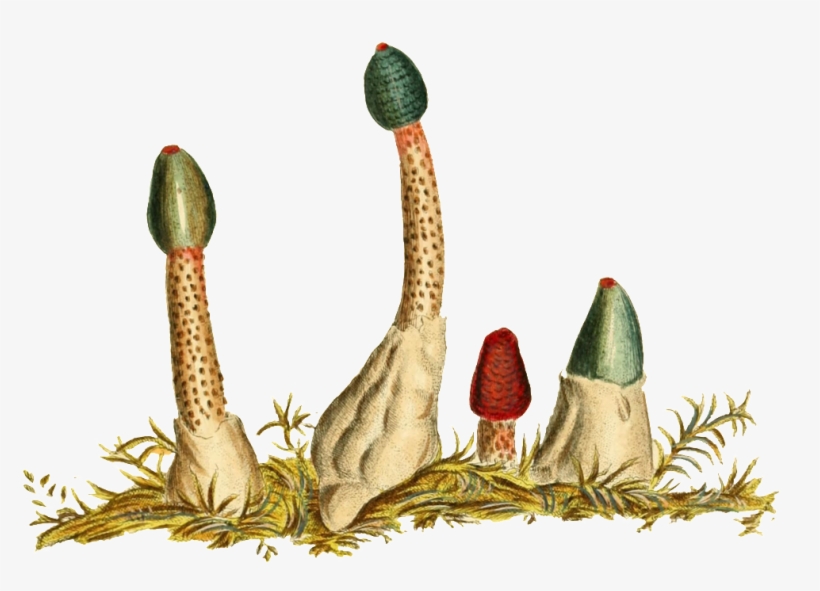 Hand Painted Ground Flower Buds Transparent Plant Vector - Illustration, transparent png