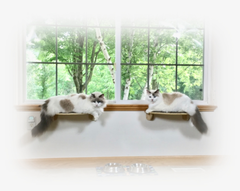 Half Moon Cat Wall Shelf - Shelf, transparent png