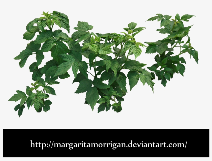 Raspberry Bush By Margaritamorrigan By Margarita-morrigan - Bush Leaves Png, transparent png
