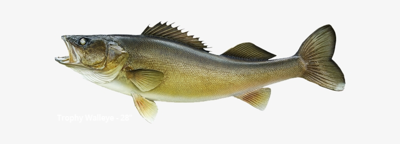 Trophy Walleye Is 28 Inches - Walleye And Trout, transparent png