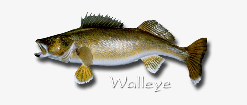 Walleye Square Sticker 3" X 3", transparent png