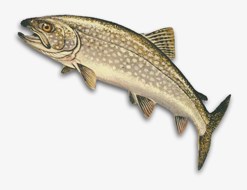 Hunting And Fishing In Manitoba - Lake Trout In Michigan, transparent png