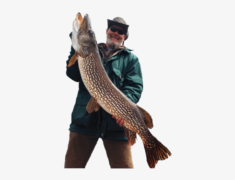 Walleye Northern Pike - Catching Fish Png, transparent png