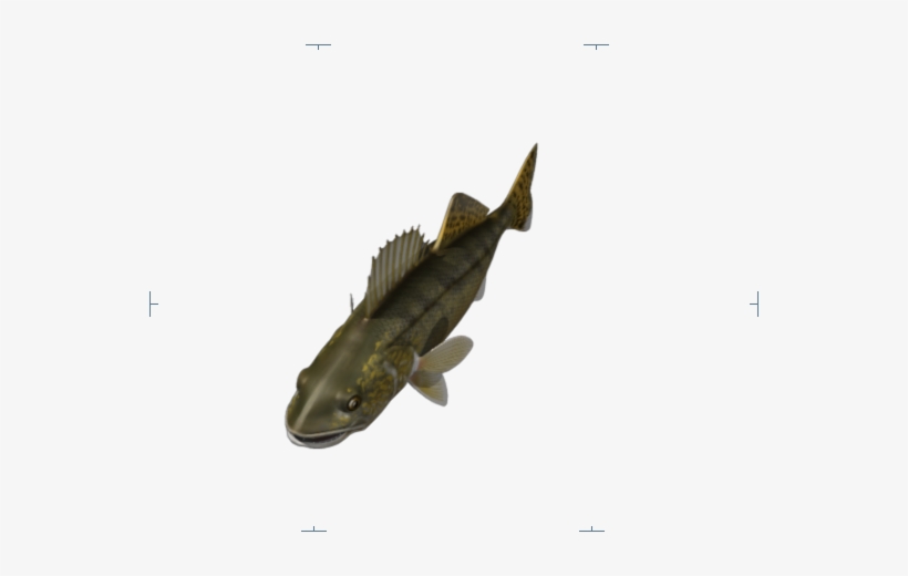 Walleye Top 004c - Yellow Belly Bullhead, transparent png
