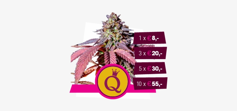 Purple Queen - Royal Queen Seeds Purple Queen, transparent png
