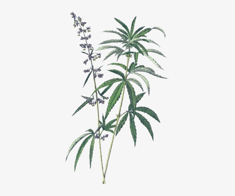 Industrial Hemp Leaves & Flowers - Cannabis Britannica: Empire, Trade, And Prohibition, transparent png